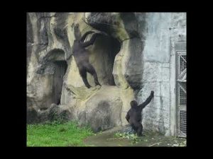 台北動物園のアフリカゾーン：大猩猩家族のかわいい姿を紹介 – わんわんパニック