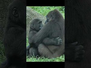 台北動物園のかわいいゴリラ親子の温かなハグシーン【癒し映像】 – わんわんパニック