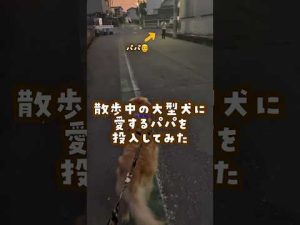 大型犬と子供の日常を楽しむ！ゴールデンレトリバーのかわいさ満載動画 – わんわんパニック