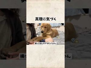 ゴールデンレトリバーの魅力と性格を解説｜家庭で人気の犬種詳細 – わんわんパニック