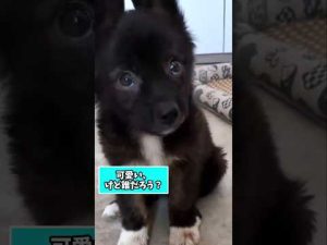 仕事疲れを癒す子犬動画選5選｜癒しと笑顔を取り戻す – わんわんパニック