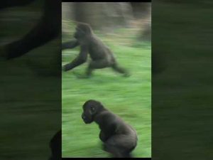 台北動物園の金剛猩猩レースで癒しと笑いを楽しもう – わんわんパニック