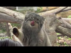 那須どうぶつ王国のマヌルネコがおやつタイム：馬肉と鶏肉の楽しみ方 – わんわんパニック
