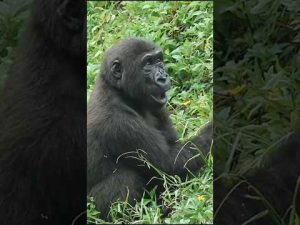台北動物園の金剛猩猩のかわいい瞬間と癒し動画 – わんわんパニック