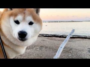 柴犬らんまるの海辺散歩｜枝を提案して遊びながら調査する姿に癒される – わんわんパニック