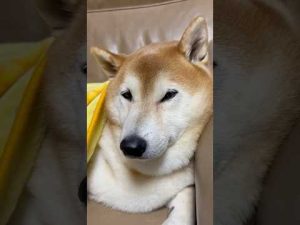 柴犬福のリラックスした表情がかわいい！ソファで笑える瞬間集 – わんわんパニック
