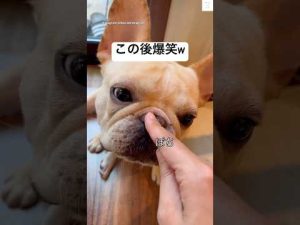 フレンチブルドッグのお鼻スイッチで癒しと笑いを楽しもう – わんわんパニック