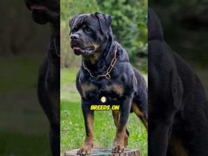 地球最強の犬種ランキング｜力と特徴を徹底比較【2025年版】 – わんわんパニック