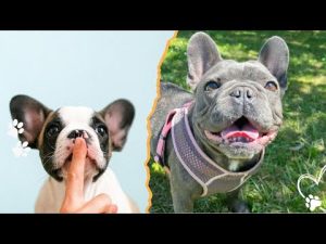 フレンチブルドッグの魅力と特徴を詳しく解説 | 愛される理由4つ – わんわんパニック