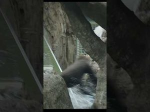 台北動物園のゴリラ映像｜かわいくて面白い姿に癒されよう – わんわんパニック