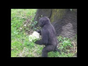 台北動物園のゴリラ・リンゴ（4歳）のかわいい日常映像 – わんわんパニック