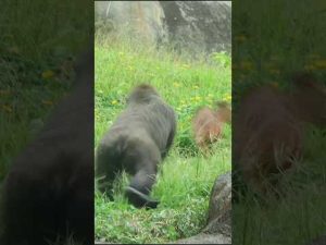 台北動物園のゴリラかわいい瞬間まとめ｜癒しとユーモア満載映像 – わんわんパニック
