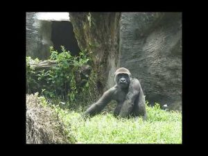 台北動物園のかわいいジャバリ猿の自然な日常写真と行動紹介 – わんわんパニック