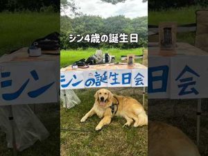 愛犬ゴールデンレトリバーの4歳誕生日特集：家族と楽しむ幸せな一日 – わんわんパニック