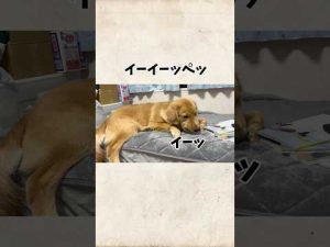 ゴールデンレトリバーの魅力と特徴を詳しく解説｜初心者から愛犬家まで必見 – わんわんパニック