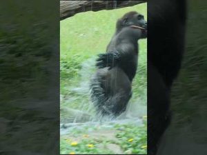 台北市立動物園のゴリラ遊び場シーン｜金剛猩猩も登場のユーモラス動画 – わんわんパニック