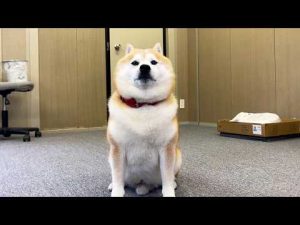 柴犬らんまるのかわいいエヘエヘとしゃっくりシーンを紹介 – わんわんパニック