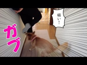 柴犬小夏の散歩アタック！飼い主とのお出かけ希望と2025年カレンダー紹介 – わんわんパニック
