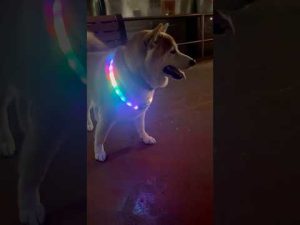柴犬福のかわいい反応：兄から呼ばれた瞬間の癒し動画 – わんわんパニック