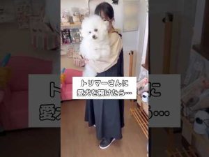 愛犬の見送りと声に癒される動画｜ビションフリーゼの日常風景 – わんわんパニック