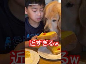 ゴールデンレトリバーがパンに夢中！愛らしい瞬間を動画で紹介 – わんわんパニック