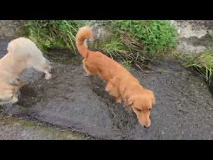 癒しの瞬間：ゴールデンレトリバー3頭の水分補給と癒しの動画 – わんわんパニック