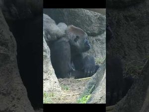 台北市立動物園の金剛猩猩と母親のほっこりユーモラスな瞬間 – わんわんパニック