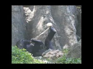 台北動物園の大猩猩が楽しむダイナミック遊び映像 – わんわんパニック