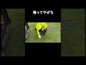 柴犬との楽しいダンス動画で癒しのひとときを – わんわんパニック