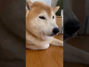柴犬福ちゃんの肉球泥棒現行犯！笑えるハプニング動画【2025年注目】 – わんわんパニック