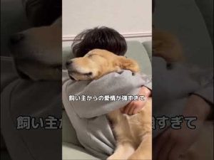 愛情過剰のゴールデンレトリバーが困惑？短編動画でわかる行動の理由 – わんわんパニック