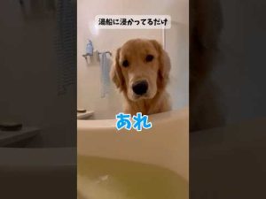ゴールデンレトリバードッグの癒しと元気をもらえる動画紹介 – わんわんパニック