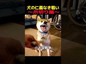犬の爪切りチャレンジ！癒しと笑いあふれる楽しい動画 – わんわんパニック