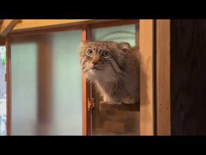 埼玉の自然の中で見られるマヌルネコのロータスくんのかわいい日常 – わんわんパニック