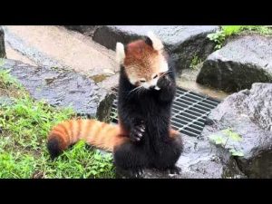 レッサーパンダのかわいい瞬間を大森山動物園で観察2025年秋 – わんわんパニック