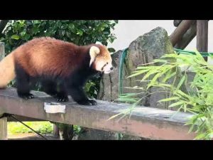 令花ちゃんとレッサーパンダのかわいい観察記録 2025年9月大森山動物園 – わんわんパニック
