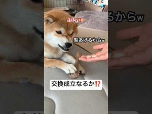 柴犬と物々交換に挑戦！かわいい瞬間と面白さ満載の動画 – わんわんパニック