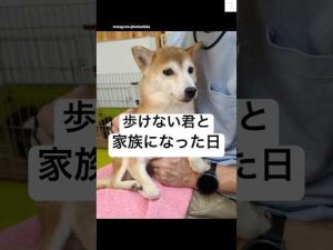 歩けない柴犬との温かな家族の物語 | 保護犬の絆と愛情が深まる瞬間 – わんわんパニック