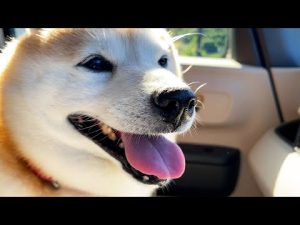 柴犬らんまるのお昼の散歩と暑さ対策の注意点 – わんわんパニック