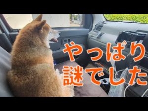 謎のホタルを追う調査映像：幻想か現実か？ – わんわんパニック