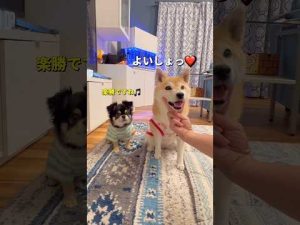 面白瞬間満載！柴犬とチワワの日常動画【笑える短編】 – わんわんパニック