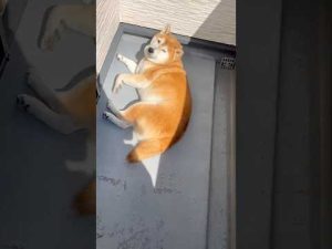 柴犬福天サロの面白行動と癒し動画｜笑いと癒しを届ける短編 – わんわんパニック