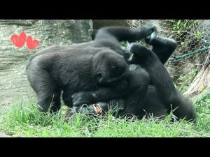 台北動物園の金剛猩猩RingoとTayariの微笑ましい遊びシーン – わんわんパニック