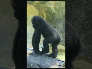 台北動物園のゴリラ映像と『Gorilla Tag』の魅力を紹介 – わんわんパニック