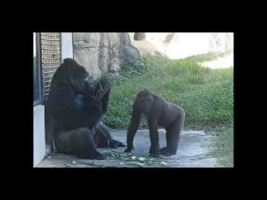 台北動物園のゴリラ家族紹介：銀背ディアコと子供たちの今 – わんわんパニック