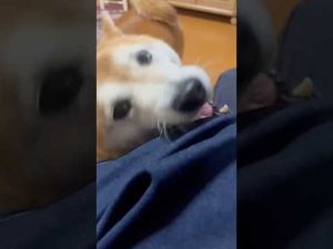 柴犬福の癒しの瞬間：姉に甘噛みしながら見せる優しさ – わんわんパニック