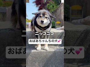 黒柴犬の笑顔に癒される動画！かわいい仕草と癒しの瞬間 – わんわんパニック