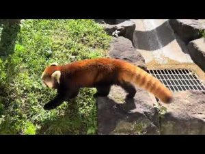 令花ちゃんのレッサーパンダ観察 | 大森山動物園最新レポート2025年9月 – わんわんパニック