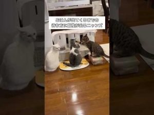 子猫の後ろ姿がかわいい！待ちきれない猫たちのほのぼの動画 – わんわんパニック