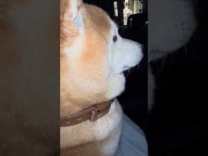 柴犬福のかわいい反応：母親の一瞬だけで泣いてしまう理由とは？【短編動画】 – わんわんパニック